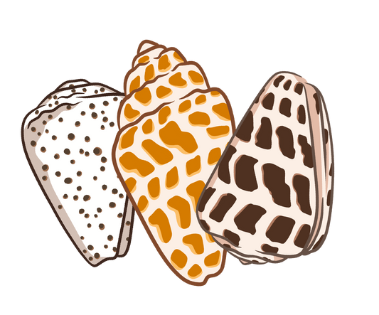 Shell Trio 1 Sticker